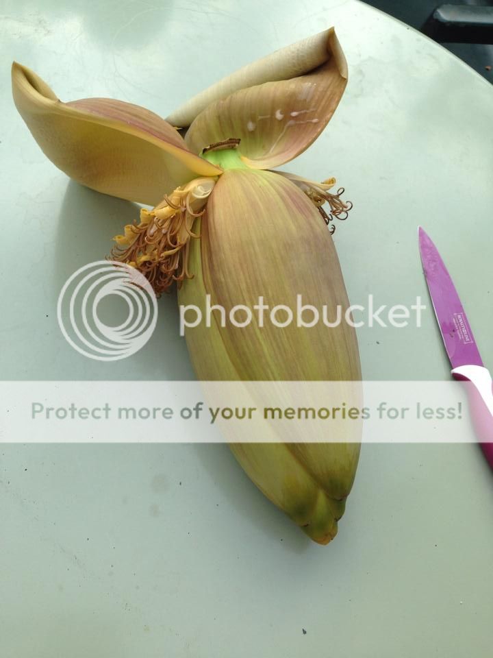 10448202_10201796046776462_1241798745027