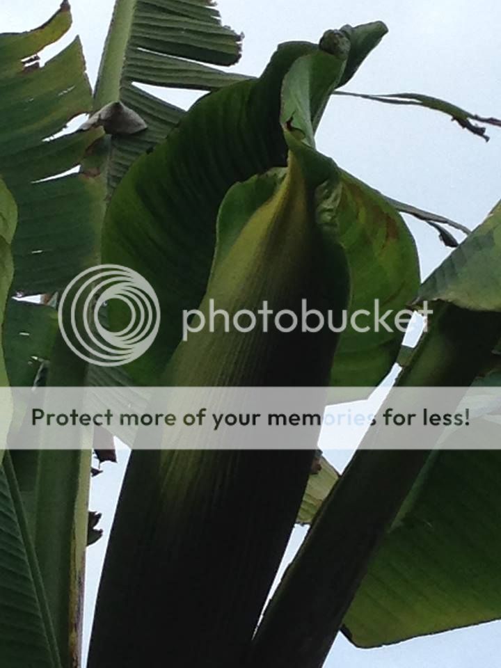 10553487_10201738021645870_8181953233266