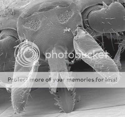 tick photo TickHead_zpse22add00.jpg