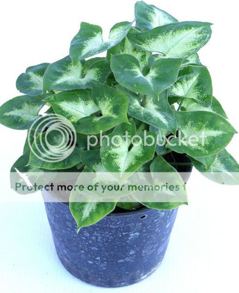  photo Ormthong04_zpsbb4b251e.jpg