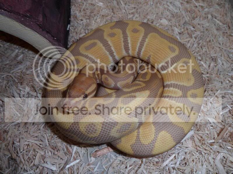CB12 Male Ultramel Royal Python | Reptile Forums
