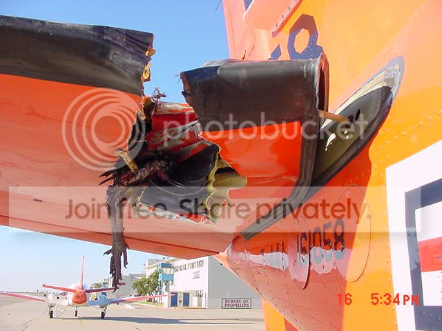 Birdstrike2 Zps171962d4
